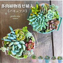楽天市場】ブリキ 寄せ植えの通販