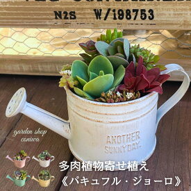多肉植物 寄せ植え Φ8.5cm 鉢 セット 観葉植物 パキュフルジョーロ 小さい 多肉植物寄せ植え 冬 花 父の日 ギフト プレゼント 誕生日 退職祝 送別 おすすめ 送料無料