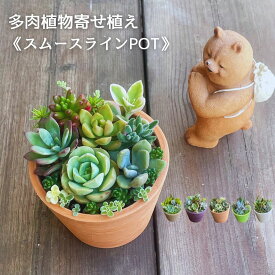 多肉植物 寄せ植え スムースラインポット 多肉植物寄せ植え 母の日 父の日 ギフト Φ10cm 花 花鉢 誕生日 父の日 プレゼント 退色祝 開店祝 観葉植物 鉢植え おしゃれ 可愛い かわいい