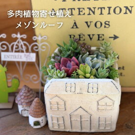 父の日 多肉植物 寄せ植え 鉢 セット 観葉植物 メゾンルーフ 母の日 父の日 ギフト 多肉植物寄せ植え 春 花 プレゼント 誕生日 退職祝 送別 おすすめ 送料無料