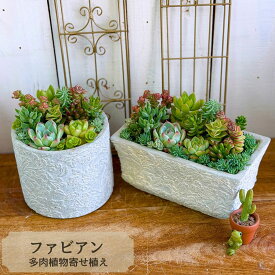 父の日 多肉植物 寄せ植え ファビアン 誕生日 父の日 ギフト プレゼント 多肉植物寄せ植え 観葉植物 秋 冬 セット 退職 送別 新築 開店祝い 引っ越し 祝い 送料無料 鉢 花 おしゃれ