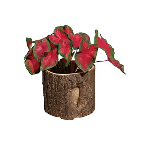 yő3~N[|zzzt[|bg [86270] 215×H170 mΑn GARDEN COLLECTIONT(K[fRNV) [J[