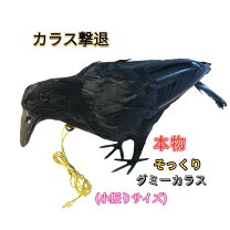 楽天市場】カラス撃退の通販
