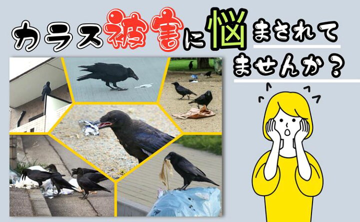 楽天市場 カラスよけ カラス撃退 カラス退治 カラス対策 ダミーカラス リアル羽毛 原寸体サイズ 約38 11 5 cm カラス退治 鳥害対策 スズメ ムクドリ 鳥よけ 鳥鳴き声 鳥フン害 鳥巣作りなど被害防止 送料無料 便利shop