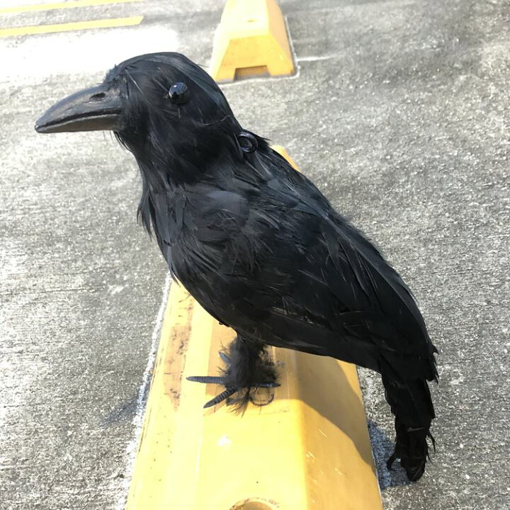 楽天市場 カラスよけ カラス撃退 カラス退治 カラス対策 ダミーカラス リアル羽毛 原寸体サイズ 約38 11 5 cm カラス退治 鳥害対策 スズメ ムクドリ 鳥よけ 鳥鳴き声 鳥フン害 鳥巣作りなど被害防止 送料無料 便利shop