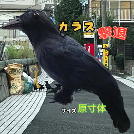 カラスよけ カラス撃退 カラス退治 カラス対策 ダミーカラス リアル羽毛 【原寸体サイズ】 約38×11.5×20cm カラス退治 鳥害対策 スズメ ムクドリ 鳥よけ 鳥鳴き声 鳥フン害 鳥巣作りなど被害防止 送料無料