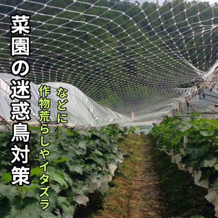 楽天市場 ベランダ鳥よけネット 防鳥ネット 防鳥網 4 10m 取り付けインシュロック付属 カラス避け 鳩避け 鳥避け 猫脱走防止 野良猫侵入防止 テグス糸網 透明ネット 頑丈 耐久性 ベランダ 庭 菜園 果樹園 農園 広範囲 使用可能 便利shop