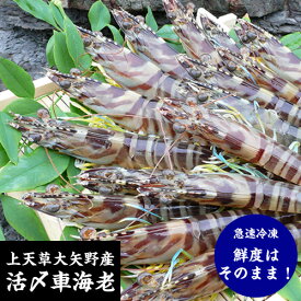 ※代引き不可/送料無料※熊本県 天草大矢野産「活〆冷凍車海老」