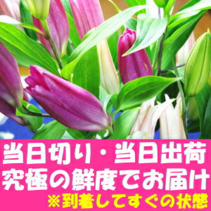 3300円 熱い販売 カサブランカ 花 切花 10本 送料込 敬老の日 誕生日