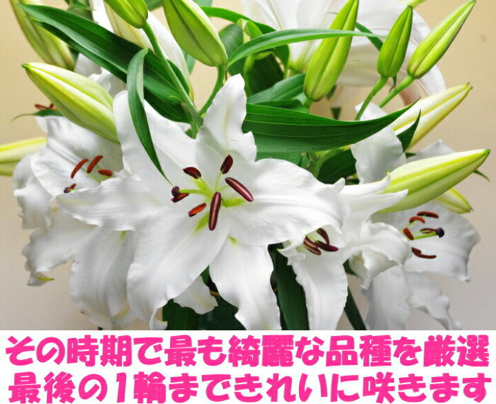 3300円 熱い販売 カサブランカ 花 切花 10本 送料込 敬老の日 誕生日