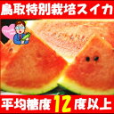 安心・安全の特別栽培！平均糖度12度以上！鳥取県 徳山農園 安心・安全スイカ2L〜Mサイズ1玉 スイカ すいか 鳥取 西瓜 スイカ 大玉 スイカ 送料無料 すい... ランキングお取り寄せ