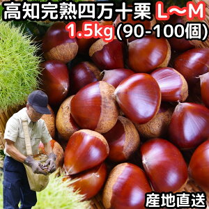 I \ I  m yY l\I 1.5kg L`MTCY 90`100 Ȃ܂ Ȃ܂
