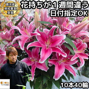   sN ̓ ԑ  Mtg sN 3`10{ e 12`20 Y a S[WX v[g j  Ԏ1TԈႤ  _   S {  pink ԑ 