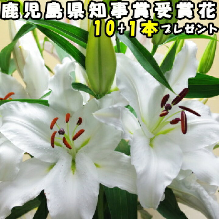 楽天市場 花 ユリ 花束 大輪 父の日 ギフト 白 10本 1本 増量 40 45輪 お中元 誕生日 ゴージャス プレゼント 花持ちが１週間違う 花農家直送 生花 百合 旬の ゆり ホワイト ユリ花束 送料無料 結婚記念日 開店祝い 退院祝い 御祝 お祝い お供え にも人気 22