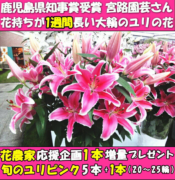 父の日 花 ギフト ユリ 花束 プレゼント 送料無料 ピンク ユリの花束 大輪系 35輪以上 誕生日 完璧