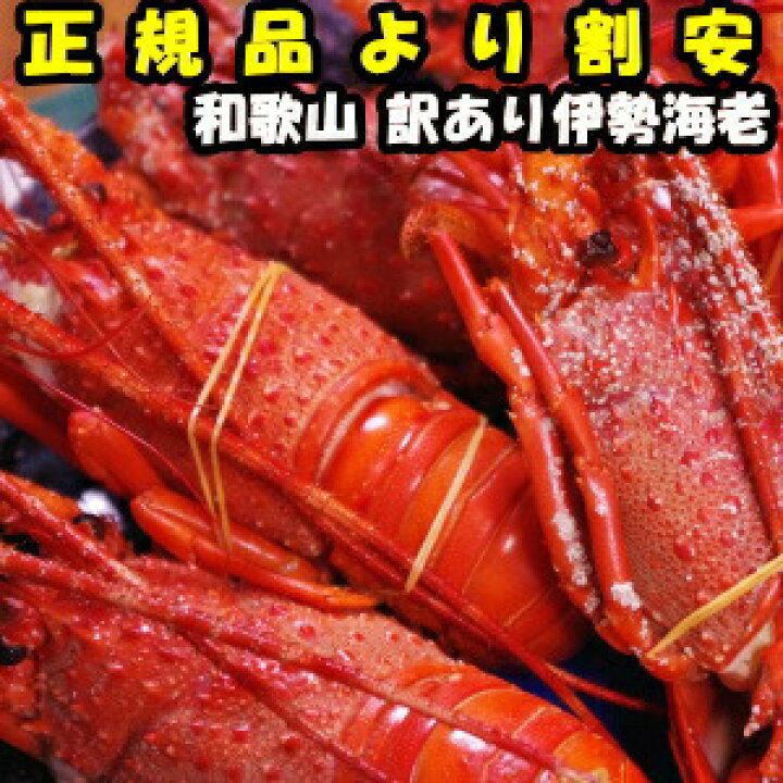 楽天市場 正規品よりお買得 和歌山 太地町 訳あり冷凍伊勢海老約1 4kg 1 6kg大サイズ 2尾入 加熱用 伊勢海老 イセエビ 伊勢海老 訳あり 伊勢海老 送料無料 伊勢エビ 訳あり いせえび 伊勢海老 通販 伊勢海老 おせち 伊勢海老 ギフト 伊勢えび えび クックス産直