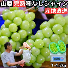 シャインマスカット ギフト 種なし ぶどう 美味しい 大粒 山梨 笛吹市 御坂 鈴木農園 1〜1.2kg 2〜3房 高糖度 産地直送 化粧箱入 皮ごと 甘い ブドウ たねなし 旬 フルーツ 葡萄 送料無料 プレゼント 8月 9月 出産 内祝 山梨県