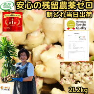 【絶賛出荷中】 安心の残留農薬ゼロ 生姜 新生姜 直送 2kg 2Lサイズ 国産 長崎 島原 JGAP取得 松本農園 …