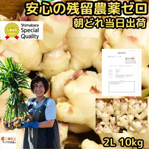 【安心の残留農薬ゼロ】 生姜 新生姜 直送 10kg 2Lサイズ 国産 長崎 島原 JGAP取得 松本農園 朝どれ当日出荷 新しょうが 甘酢 佃煮 料理用途多数 新 生姜 シンショウガ しんしょうが 産地直送 202