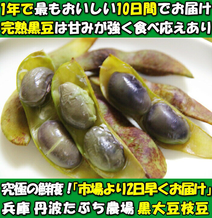 楽天市場】枝豆 黒枝豆 丹波篠山 大粒 丹波 黒大豆 黒豆 予約 完熟 