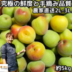 梅 南高梅 梅干し用 5kg 2L～3L 手摘み品質 生梅 うめ 梅酒用 和歌山 紀州産 田辺 岡本農園 なんこうばい ナンコウバイ 完熟 熟も対応