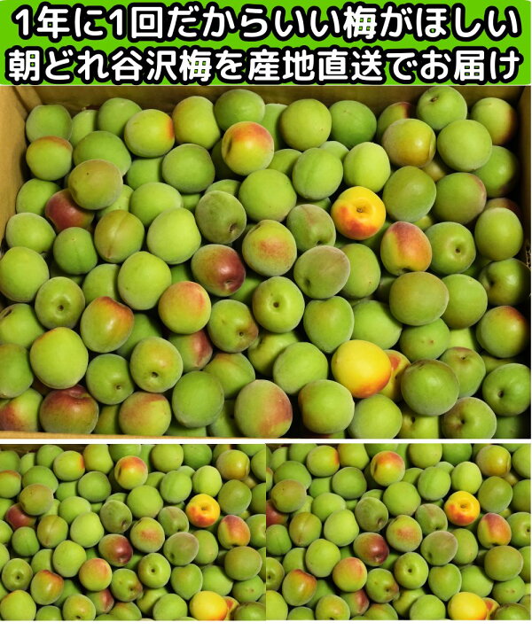 楽天市場】梅 梅干し用 3kg 谷沢梅 やさわうめ 小玉 m〜L or L〜2L 