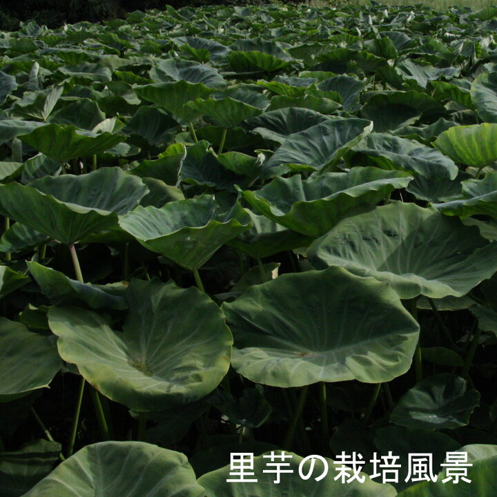 楽天市場 里芋 ひめ美人 秀品ｌ 50g 80g 個 5kg 愛媛県東予特産 特殊乾燥技術 やわらかい みずみずしい 贈答にも最適 Coollife