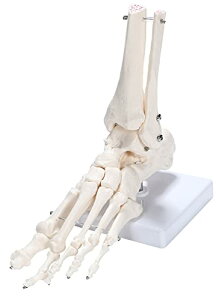 picoLab i͌^ ͌^ f w 