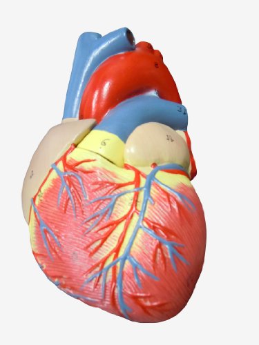 ＭＦＣ 心臓模型 実物大 弁 右心房 左心房 右心室 左心室 人体模型