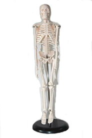 ShopXJ 人体骨格模型 全身標本 構造 モデル 医療機関 教材 全長45 (人体模型)