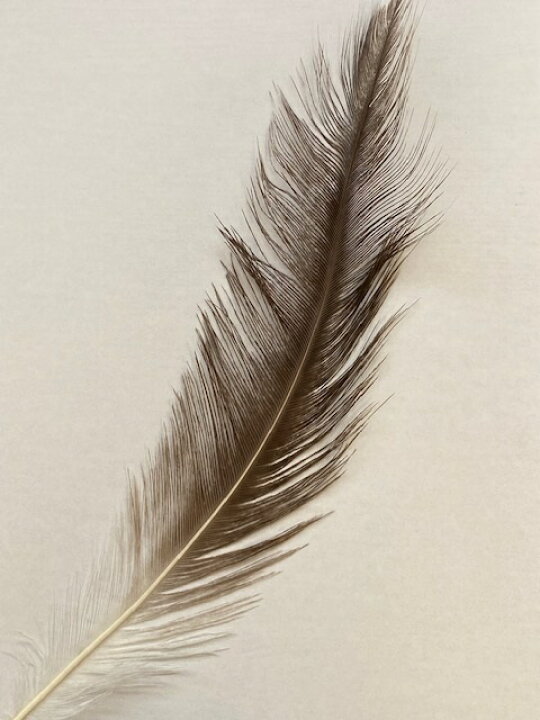 楽天市場 2054 アメリカ ダチョウ 10本入り 羽根 モチーフ 付属 ハンドメイド 衣装 舞台衣装 仮装 ハロウィン クリスマス 装飾 お買得 サービス品 特価 生地と衣装のお店 ルアンドール