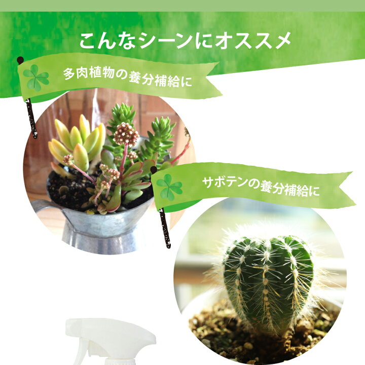 楽天市場 7 10迄p2倍 Evo 多肉植物とサボテンが元気に育つ水 300ml 540 ガーデニング用品 肥料 活力液 活性剤 家庭菜園 園芸 植物 多肉植物 さぼてん サボテン おしゃれ ギフト プレゼント のレン 楽天市場 7 10迄p2倍 Evo 多肉植物とサボテンが元気に育つ水 300ml 540 ガーデニング用品 肥料 活力液 活性剤 家庭菜園 園芸 植物 多肉植物 さぼてん サボテン おしゃれ ギフト プレゼント のレン