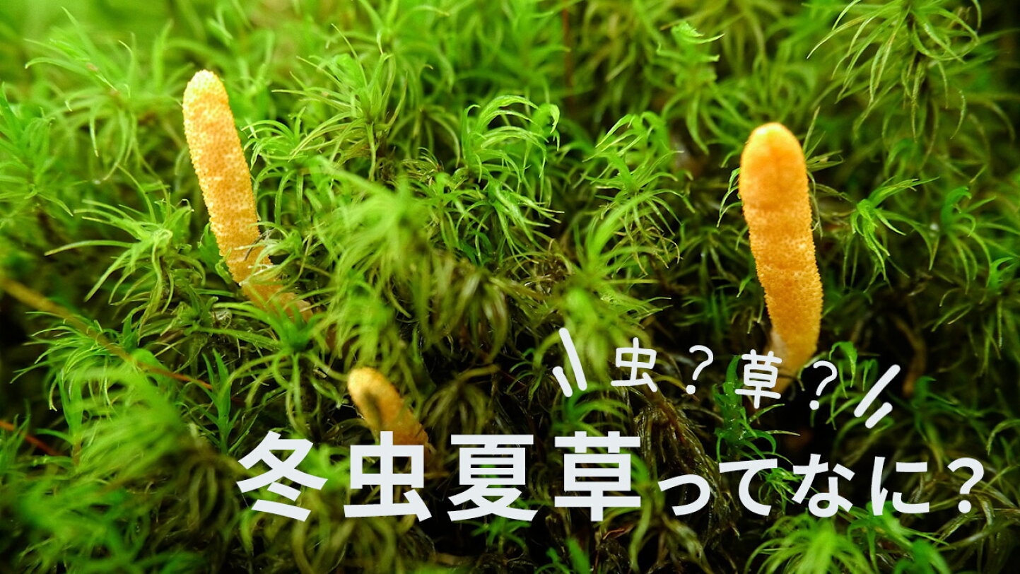 楽天市場 | 人とペットのサプリ専門店モノリス - 人やペットの 