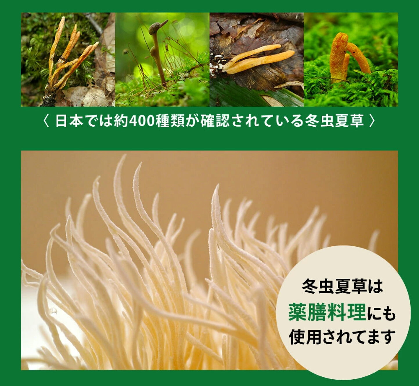 冬虫夏草 と は