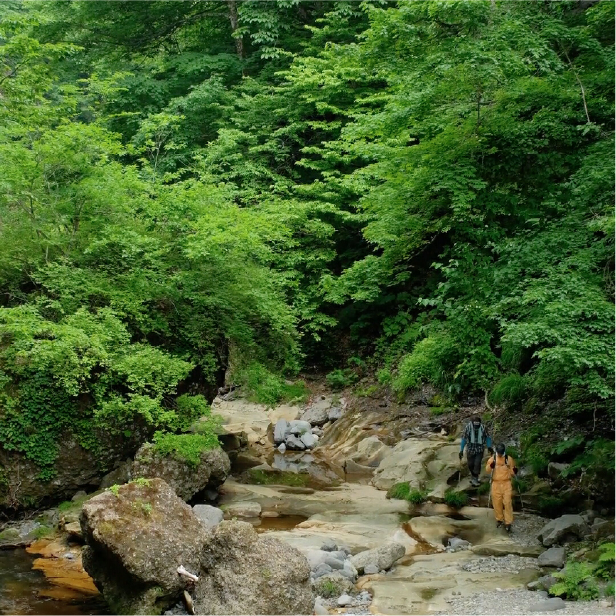 「限りなく天然に近い、活きの良い冬虫夏草」「間違いなく新鮮な冬虫夏草」をつかって培養することに強いこだわりを