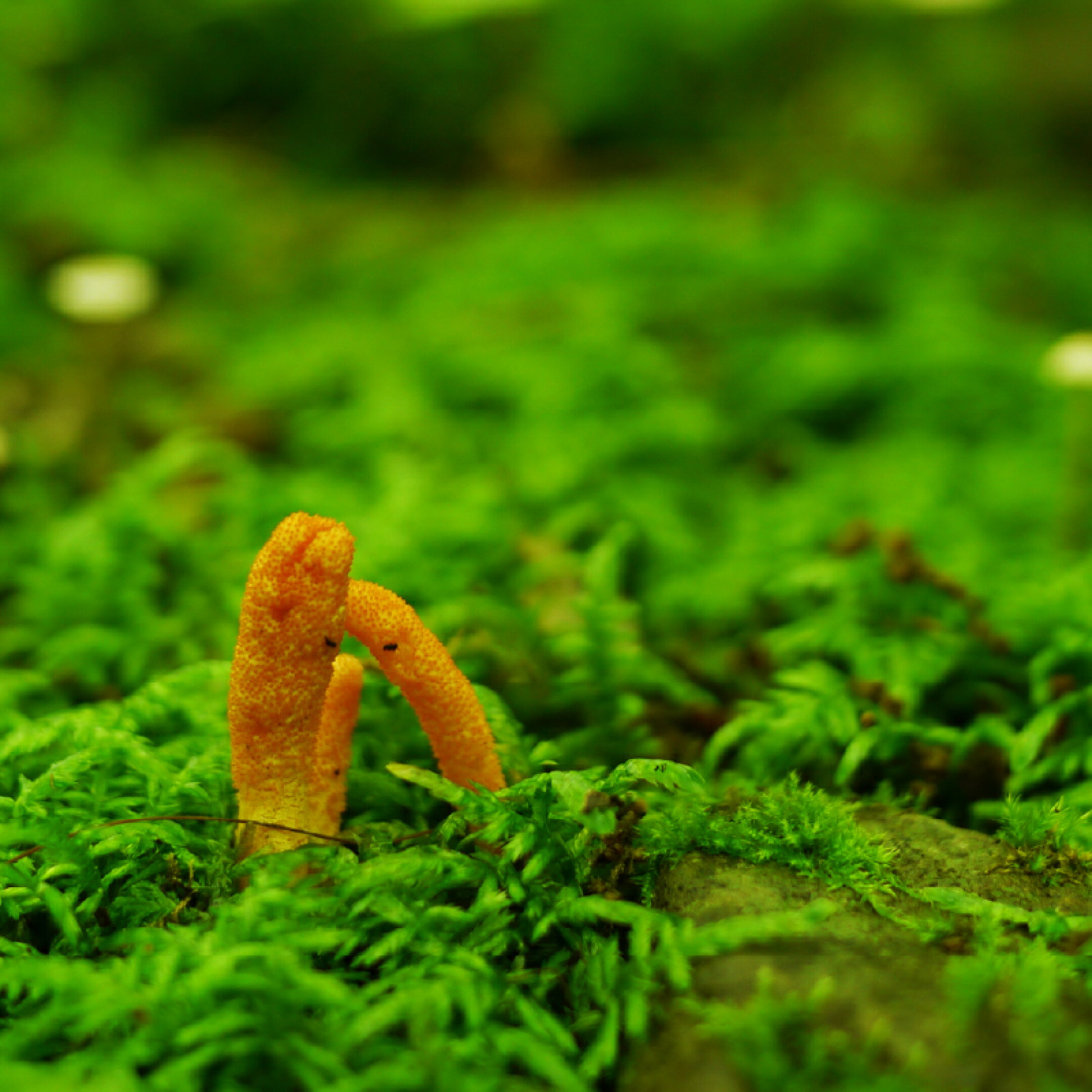 採取してきた冬虫夏草は目視で選定した後、顕微鏡でさらなる選定を行います。肉眼では分からない程の小さな傷のあるものも取り除いて、冬虫夏草の培養を始めます。