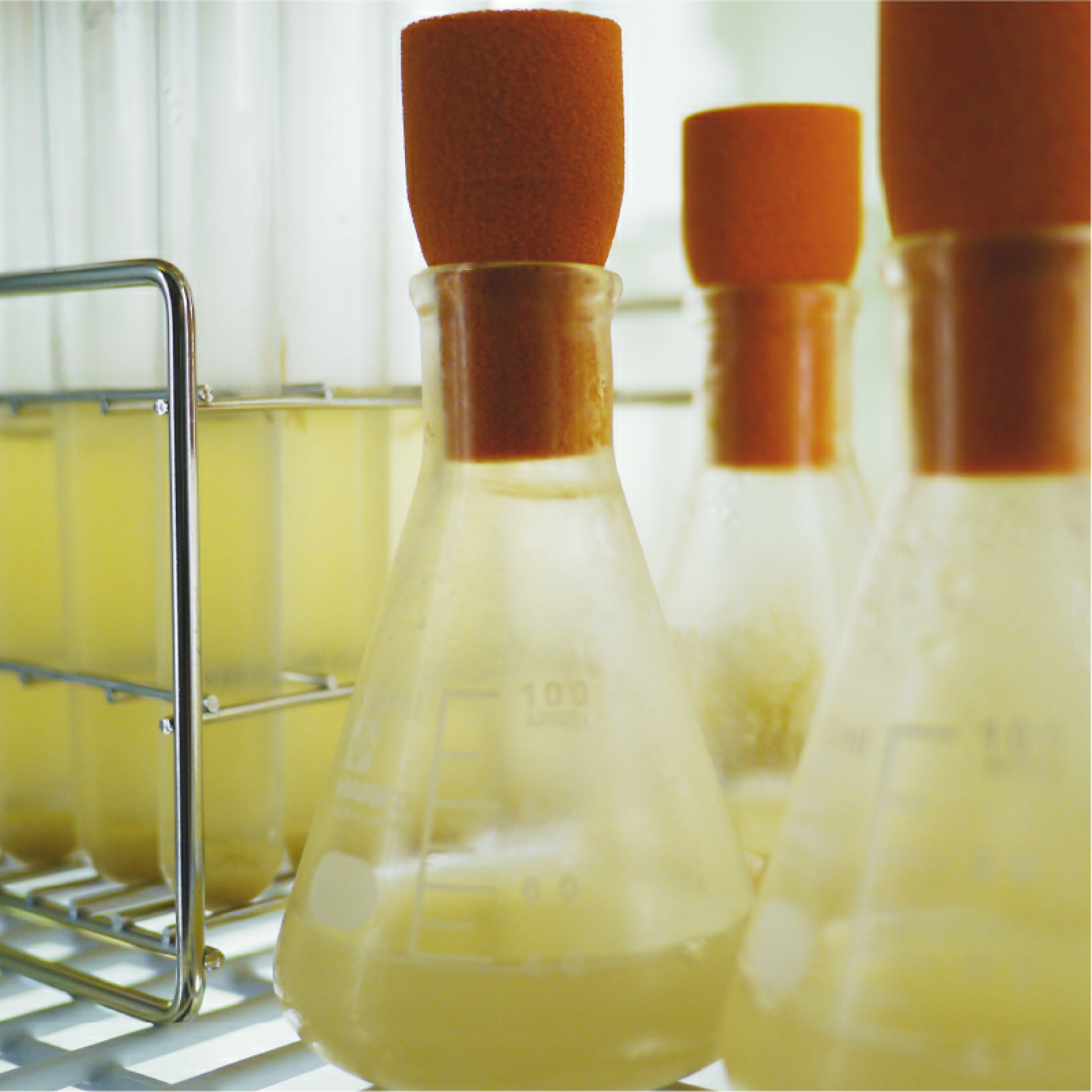 培養した冬虫夏草が元の菌と同一かどうかを確認するために、ＤＮＡ同定検査を定期的に行っています。