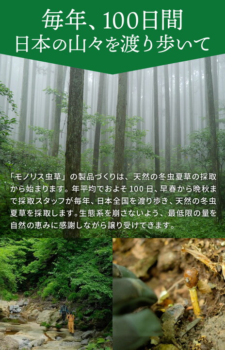 楽天市場】【”明日の元気”に 国産冬虫夏草】冬虫夏草 サプリメント 