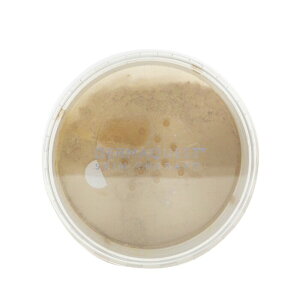 _[}NGXg DermaMinerals Buildable CoverAe Loose Mineral Powder SPF 20 - No. 4N 0.4oz DermaQuest DermaMinerals Buildable CoverAe Loose Mineral Powder SPF 20 - No. 4N 11.4g  yyVCOʔ́z