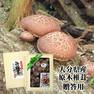 ؍͔|őYʓ{ 啪Yǂ񂱒ő 124g  p  Y _ 蕨 Mtg SS g[TreBQ ő yz