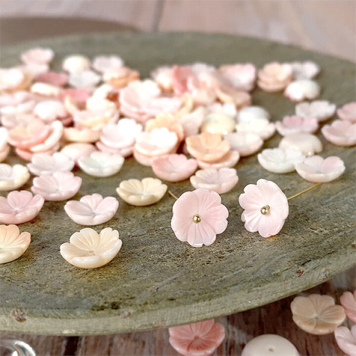 楽天市場】シェル 貝クイーンコンクシェル（桜 さくら サクラ）大きさ 
