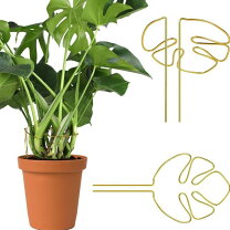 楽天市場】モンステラ 観葉植物（日用品雑貨・文房具・手芸）の通販