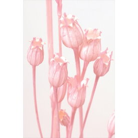 フローレンティナヤク30g ピンク　1束【ドライフラワー　フラワーアレンジ　材料　資材　花材】
