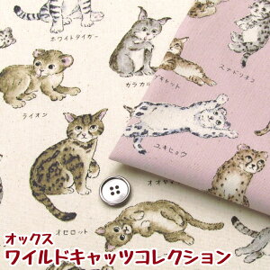 IbNX ChLbcRNV(P50cm)Wild Cats Collection/쐶̔L}/lR/˂/Lbg/CAT/CI/zCg^CK[/qE/vg/n/z//Rbg