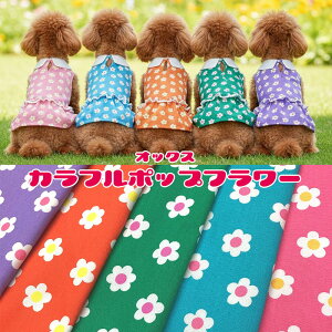 IbNX@Jt|bvt[iP50cmjԕ/͂/Colorful Pop Flower/͂/g/t@V[/k/n/z//Rbg/vg