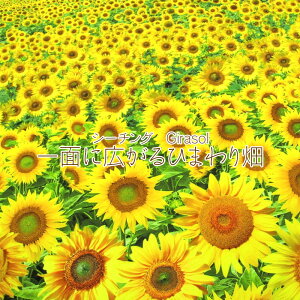 V[`O@Girasol ʂɍLЂ܂蔨iP50cmjq}/Tt[/SunFliwer//͂/ni/fW^vg/Rbg//n/vg