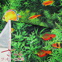 楽天市場 各種生地 デジタルプリント 布地手芸の コットンプラザ