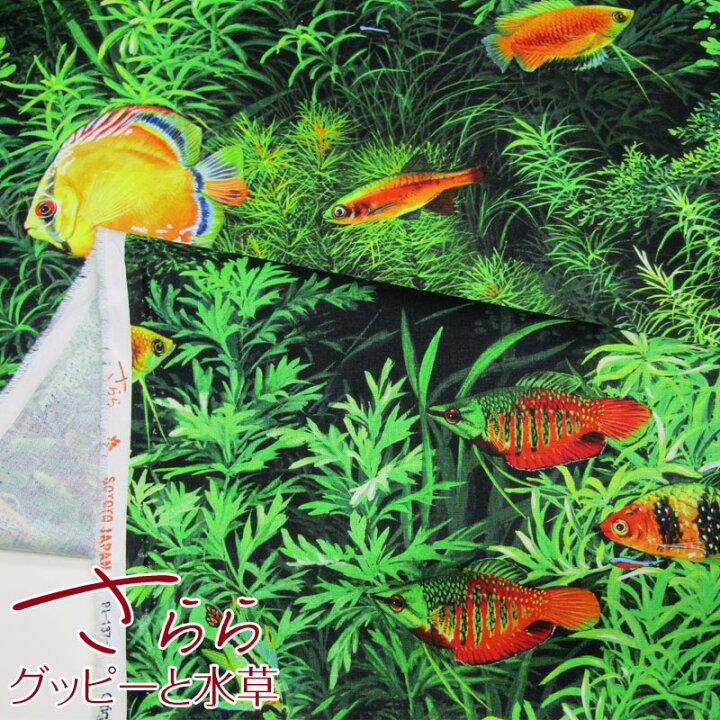 楽天市場 シーチング デジタルプリント Sarara Japanさらら グッピーと水草 単位50cm コットン 綿 生地 さかな フィッシュ 熱帯魚 アクアリウム 布地手芸の コットンプラザ