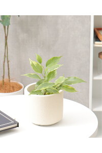 mN[|bg Synotch.zCeA ObY G Aؔ K[f