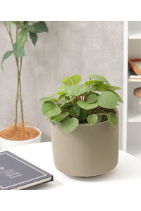 mN[|bg Lynotch.zCeA ObY G Aؔ K[f